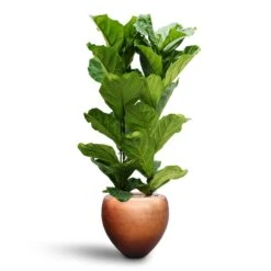 Ficus Lyrata - HydroCare -Indoor Plants Store Ficus lyrata Hydroculture 2 stems Metallic Couple Plant Pot Matt Copper 50 x 45cm