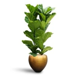 Ficus Lyrata - HydroCare -Indoor Plants Store Ficus lyrata Hydroculture 2 stems Metallic Couple Plant Pot Matt Honey 50 x 45cm