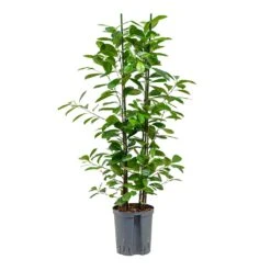 Ficus Moclame - HydroCare -Indoor Plants Store Ficus moclame Hydroculture 18 19x100cm 2stems