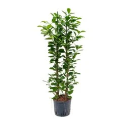 Ficus Moclame - HydroCare -Indoor Plants Store Ficus moclame Hydroculture 22 19x110cm 2stems