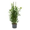 Ficus Moclame - HydroCare 1 Ficus Moclame - HydroCare -Indoor Plants Store Ficus moclame Hydroculture Indoor Plant
