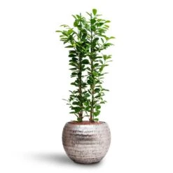 Ficus Moclame - HydroCare -Indoor Plants Store Ficus moclame Hydroculture Opus Hammered Globe Planter Silver