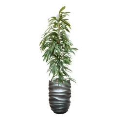 Ficus Amstel King - HydroCare 24 Ficus Amstel King - HydroCare -Indoor Plants Store FicusAmstelKing Hydroculture GradientLeePartnerPlanter MattGrey