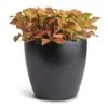 Fittonia Albivenis Mosaic Skeleton - Nerve Plant -Indoor Plants Store Fittonia albivenis Mosaic Skeleton Nerve Plant 12x15cm Sven Plant Pot Black 16x13cm