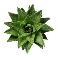 Gasteria D Tiga - Ox Tongue -Indoor Plants Store Gasteria D Tiga Ox Tongue 10.5cm Above