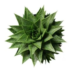 Gasteria D Tiga - Ox Tongue -Indoor Plants Store Gasteria D Tiga Ox Tongue 17cm Above