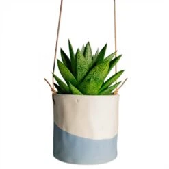 Gasteria D Tiga - Ox Tongue -Indoor Plants Store Gasteria D Tiga Ox Tongue Houseplant 10.5x15cm Plant Pot Dip Hanging 12x12cm