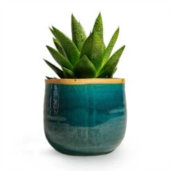 Gasteria D Tiga - Ox Tongue -Indoor Plants Store Gasteria D Tiga Ox Tongue Houseplant 10.5x15cm Plant Pot Iris Turquoise 14x12cm