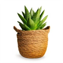Gasteria D Tiga - Ox Tongue -Indoor Plants Store Gasteria D Tiga Ox Tongue Houseplant 10.5x15cm Plant Pot Nelis Basket Camel 13x12cm 190c71a9 3139 431a 8578 cc7c7ea90f00