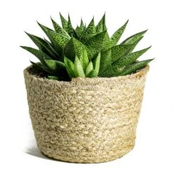 Gasteria D Tiga - Ox Tongue -Indoor Plants Store Gasteria D Tiga Ox Tongue Maartje Plant Baskets Set of 5 Jute