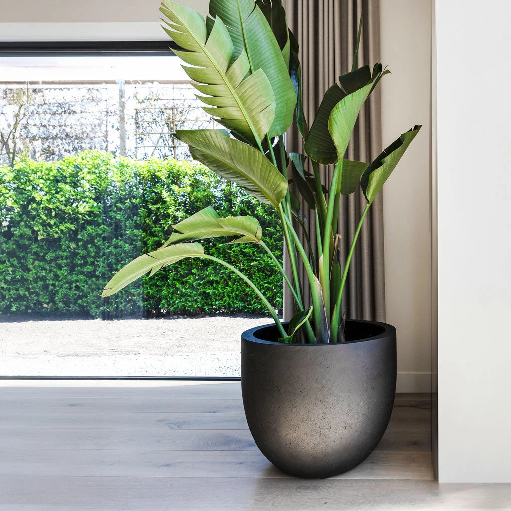 Grigio New Egg Pot Planter - Anthracite Concrete 4 Grigio New Egg Pot Planter - Anthracite Concrete - Image 2