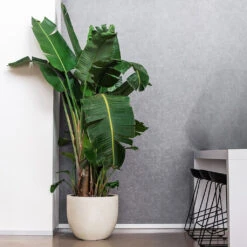 Grigio New Egg Pot Planter - Antique White Concrete -Indoor Plants Store Grigio New Egg Pot Planter Antique White Concrete