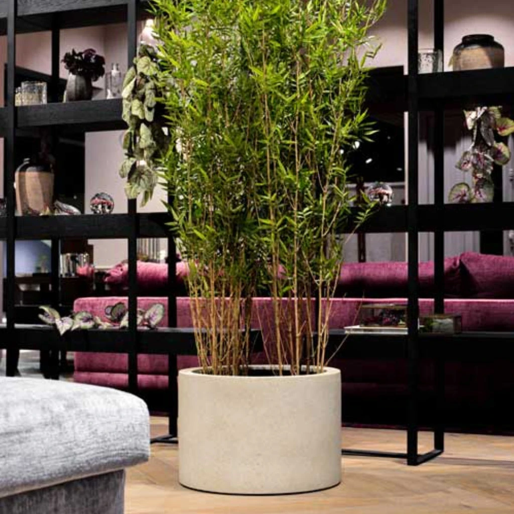 Grigio Cylinder Planter - Antique White Concrete 7 Grigio Cylinder Planter - Antique White Concrete - Image 5