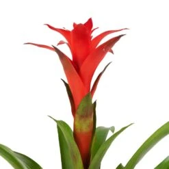 Guzmania Calypso - Starlight Red Bromeliad -Indoor Plants Store Guzmania Calypso Starlight Red Bromeliad 12x45cm 2