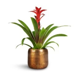 Guzmania Calypso - Starlight Red Bromeliad -Indoor Plants Store Guzmania Calypso Starlight Red Bromeliad 12x45cm Arwin Metal Plant Pots Set4 Old Camel 1