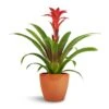 Guzmania Calypso - Starlight Red Bromeliad -Indoor Plants Store Guzmania Calypso Starlight Red Bromeliad 12x45cm Sven Plant Pot Mandarin 16x13cm 1