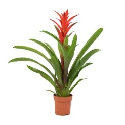 Guzmania Lingulata - Amaretto Red Bromeliad -Indoor Plants Store Guzmania Lingulata Amaretto Red Bromeliad 13x55cm