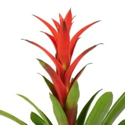Guzmania Lingulata - Amaretto Red Bromeliad -Indoor Plants Store Guzmania Lingulata Amaretto Red Bromeliad 13x55cm 3