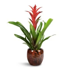 Kae Plant Pot - Cayenne -Indoor Plants Store Guzmania Lingulata Amaretto Red Bromeliad 13x55cm Kae Plant Pot Cayenne 19x66cm 1 3975f1be f5ea 4bf4 af97 711ca27b1311