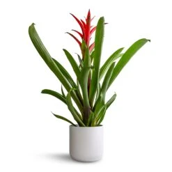 Guzmania Lingulata - Amaretto Red Bromeliad -Indoor Plants Store Guzmania Lingulata Amaretto Red Bromeliad 13x55cm Lisbon Plant Pot White 15x15cm b0d5521f f9a2 4aa2 9294 bb0e81726156
