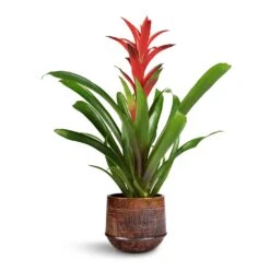 Guzmania Lingulata - Amaretto Red Bromeliad -Indoor Plants Store Guzmania Lingulata Amaretto Red Bromeliad 13x55cm Noud Plant Pot Copper 17x15cm 1