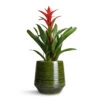 Guzmania Lingulata - Amaretto Red Bromeliad 2 Guzmania Lingulata - Amaretto Red Bromeliad -Indoor Plants Store Guzmania Lingulata Amaretto Red Bromeliad 13x55cm Remi Plant Pot Green 23x25cm