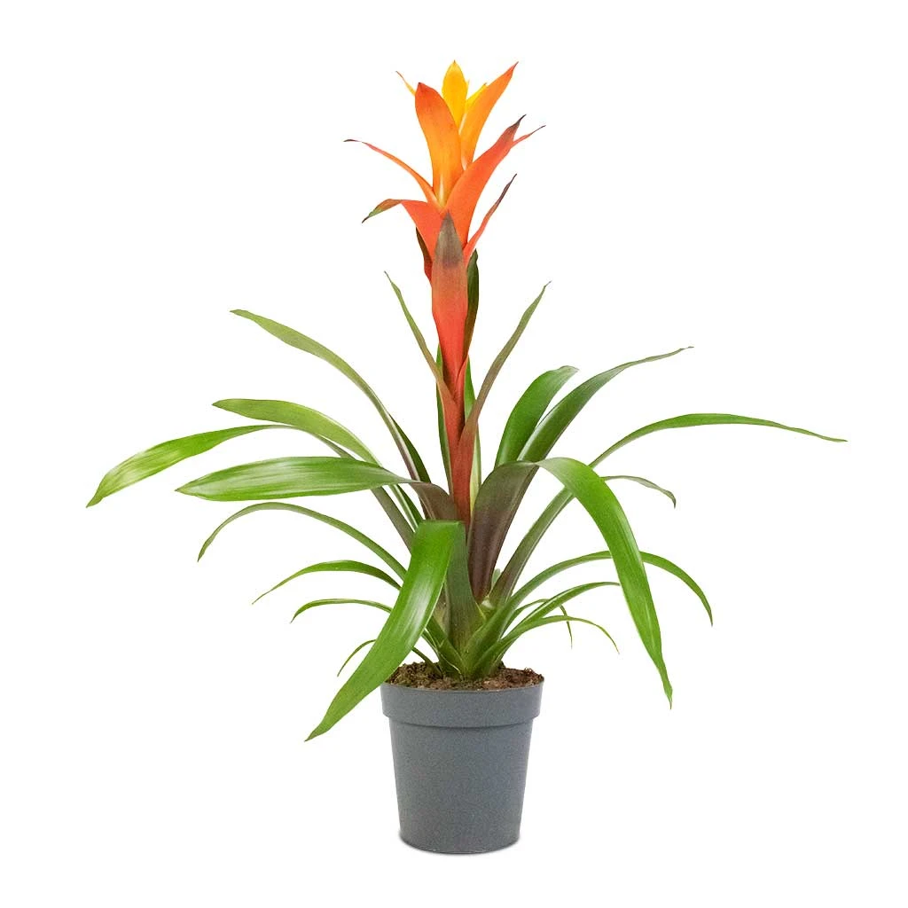 Guzmania Variada - Jazz Orange Bromeliad 5 Guzmania Variada - Jazz Orange Bromeliad - Image 3