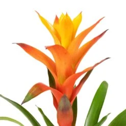 Guzmania Variada - Jazz Orange Bromeliad 14 Guzmania Variada - Jazz Orange Bromeliad -Indoor Plants Store Guzmania Variada Jazz Orange Bromeliad 13x55cm 2