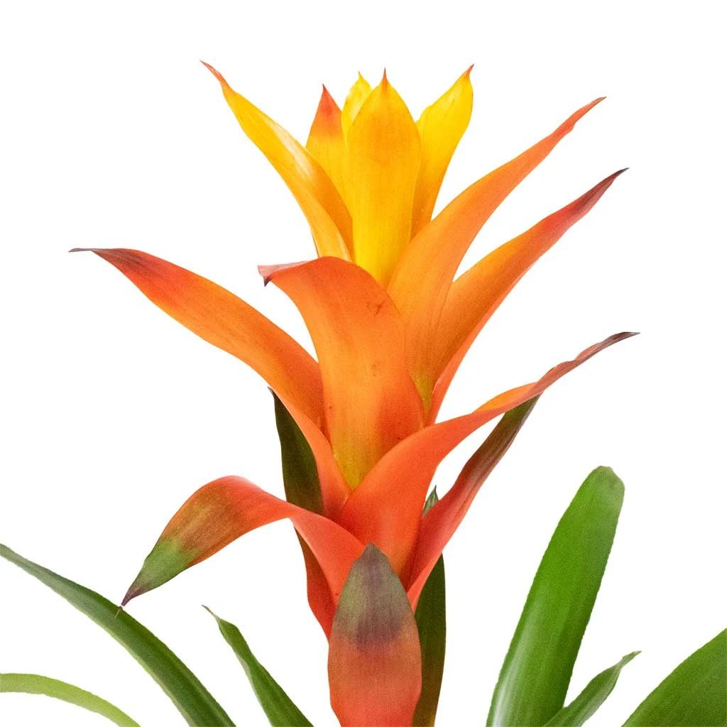Guzmania Variada - Jazz Orange Bromeliad 7 Guzmania Variada - Jazz Orange Bromeliad - Image 5