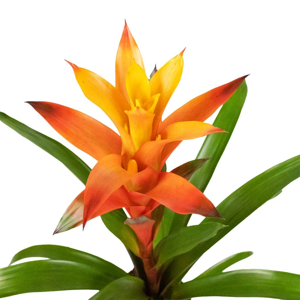 Guzmania Variada - Jazz Orange Bromeliad 4 Guzmania Variada - Jazz Orange Bromeliad - Image 2