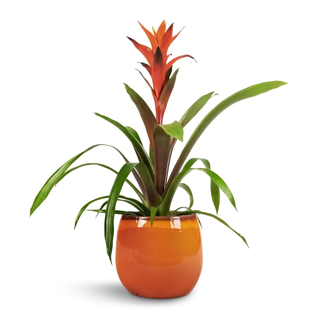 Guzmania Variada - Jazz Orange Bromeliad 3 Guzmania Variada - Jazz Orange Bromeliad