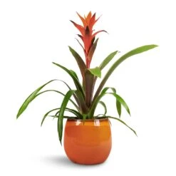 Charlotte Plant Pot - Orange -Indoor Plants Store Guzmania Variada Jazz Orange Bromeliad 13x55cm Charlotte Plant Pot Orange 19x16cm 1 f30724a3 fc9a 400c 86b4 c2dfb7b290e2