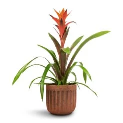 Guzmania Variada - Jazz Orange Bromeliad 13 Guzmania Variada - Jazz Orange Bromeliad -Indoor Plants Store Guzmania Variada Jazz Orange Bromeliad 13x55cm Duncan Plant Pot Rust 17x16cm 1