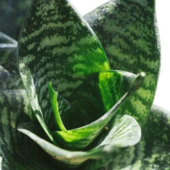 Sansevieria Trifasciata Hahnii - Birds Nest Snake Plant -Indoor Plants Store Hahnii2