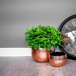 Hammered Bowl - Copper With Black -Indoor Plants Store Hammered Bowl Copper Lifestyle