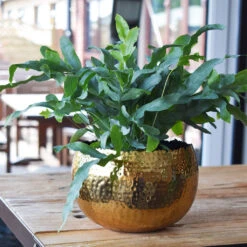 Hammered Bowl - Gold With Black -Indoor Plants Store Hammered Bowl Gold LS1