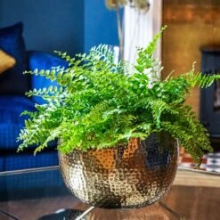 Hammered Bowl - Gold With Black -Indoor Plants Store Hammered Bowl Gold Lifestyle 2