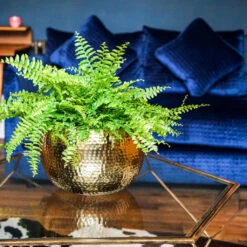 Hammered Bowl - Gold With Black -Indoor Plants Store Hammered Bowl Gold Lifestyle 3