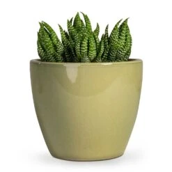 Haworthia Zebrina -Indoor Plants Store Haworthia Zebrina 10.5x16cm Sven Plant Pot Mint 15x13cm 039a09f1 3339 4fa4 b1a7 5c15050659dc