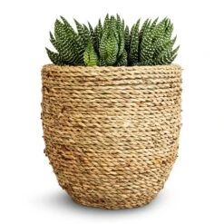 Cody Plant Pot - Straw Grass -Indoor Plants Store Haworthia Zebrina 10.5x17cm Cody Plant Pot Straw Grass 17x15cm 176c7f15 f1b3 4be3 8ae1 f83efb605f74