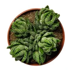 Haworthia Zebrina -Indoor Plants Store Haworthia Zebrina Houseplant 10.5x16cm birdseye