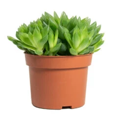 Haworthia Cooperi -Indoor Plants Store Haworthia cooperi 10.5cm