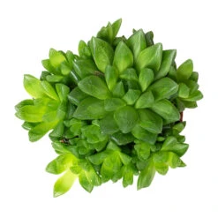 Indoor Plants Store -Indoor Plants Store Haworthia cooperi 10.5cm Above