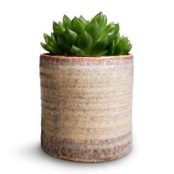 Haworthia Cooperi -Indoor Plants Store Haworthia cooperi 10.5x16cm Hera Plant Pot Ivory 13x14cm