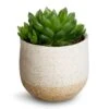 Haworthia Cooperi -Indoor Plants Store Haworthia cooperi 10.5x16cm Iris Plant Pot Sand 14x12cm