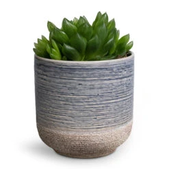 Haworthia Cooperi -Indoor Plants Store Haworthia cooperi 10.5x16cm Issa Plant Pot Light Blue 13x13cm