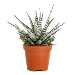 Haworthia Fasciala Alba -Indoor Plants Store Haworthia fasciala Alba 8x15cm