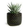 Haworthia Fasciala Alba 2 Haworthia Fasciala Alba -Indoor Plants Store Haworthia fasciala Alba Bolino Plant Pot Shiny Black