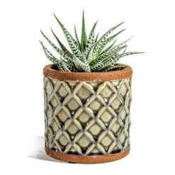 Haworthia Fasciala Alba -Indoor Plants Store Haworthia fasciala Alba liam grey plant pot e31b97a6 b4b7 455c 8a12 ca5c1c0f6966