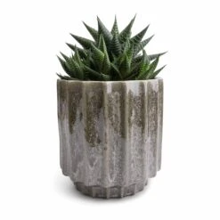 Lugano Scalloped Plant Pot - Green -Indoor Plants Store Haworthiopsis limifolia Fairy Washboard 10.5x15cm Lugano Scalloped Plant Pot Green 13x13cm